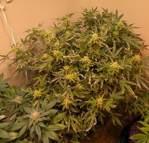 Gushers. Week 21