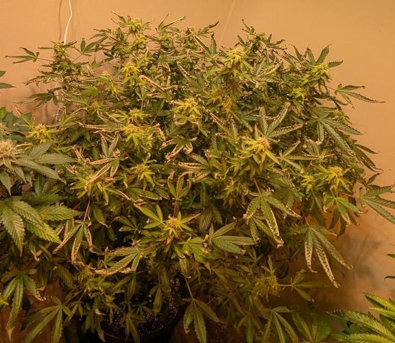 Gushers. Week 21