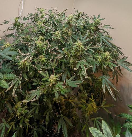 Gushers. Week 21