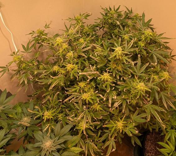 Gushers. Week 21
