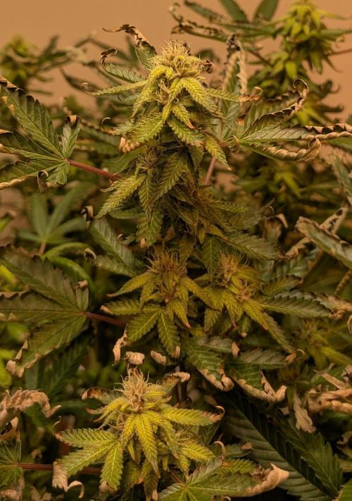 Gushers. Week 21