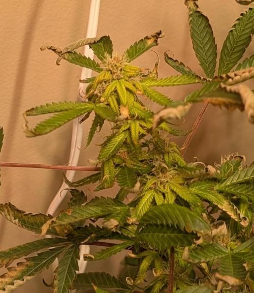 Gushers. Week 21