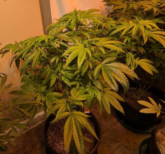 Pellezino Cookies. Week 21