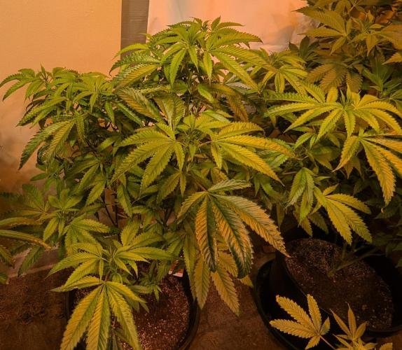 Pellezino Cookies. Week 21