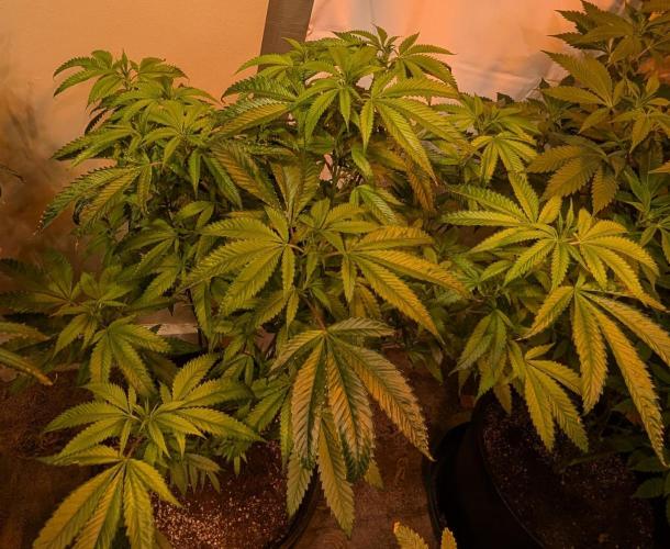 Pellezino Cookies. Week 21