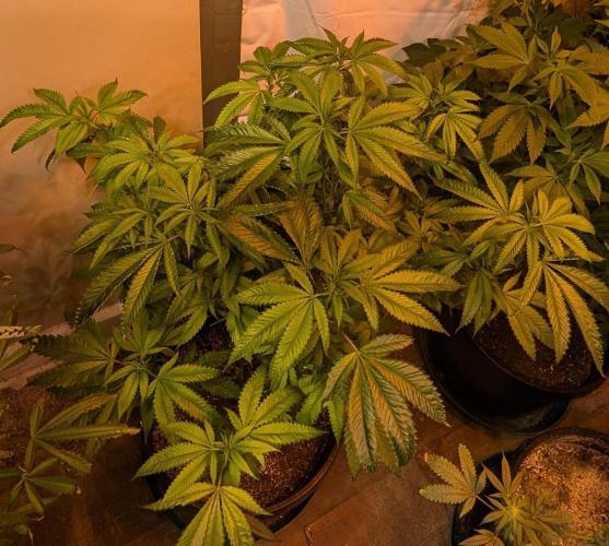 Pellezino Cookies. Week 21
