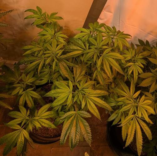 Pellezino Cookies. Week 21