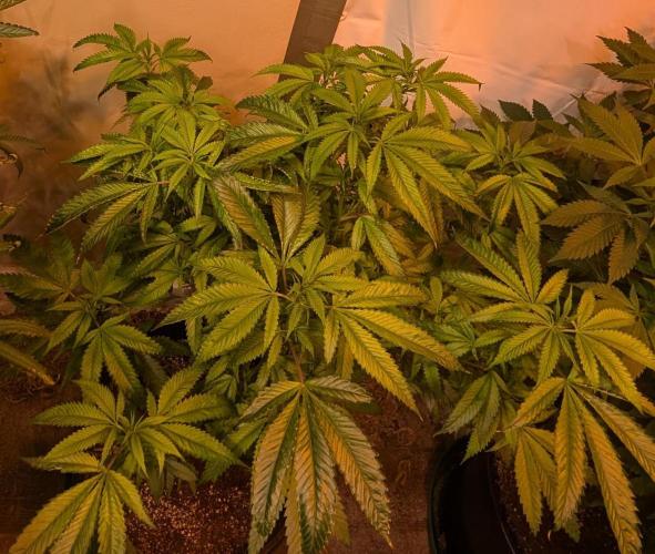 Pellezino Cookies. Week 21
