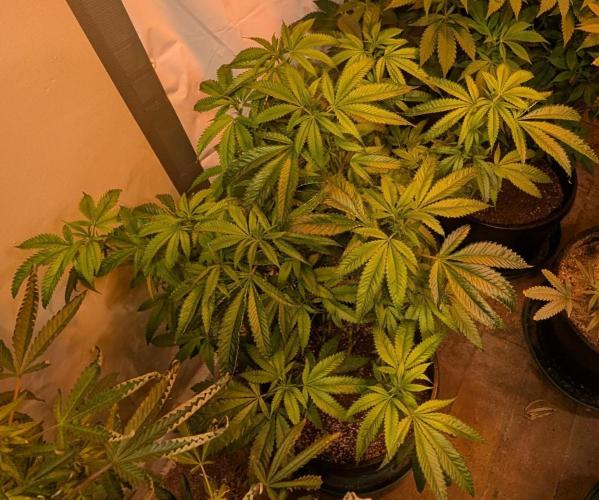 Pellezino Cookies. Week 21