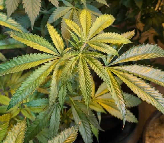 Pellezino Cookies. Week 21