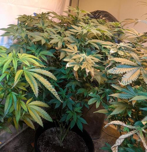 Forbidden Fruit. Week 21
