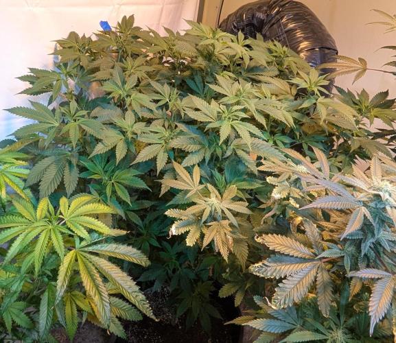 Forbidden Fruit. Week 21