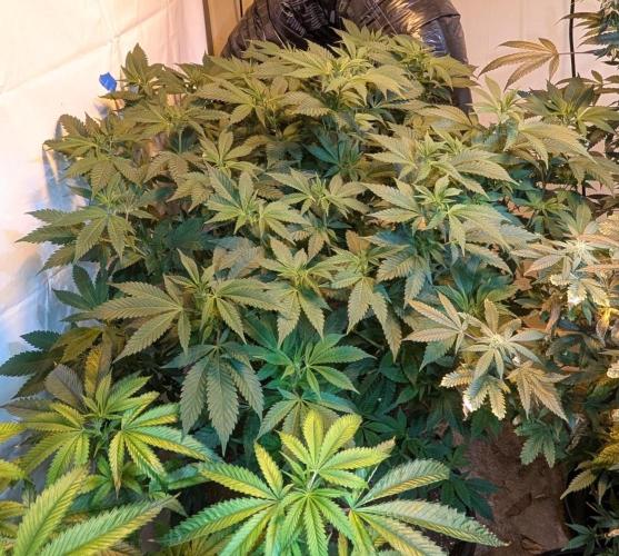 Forbidden Fruit. Week 21