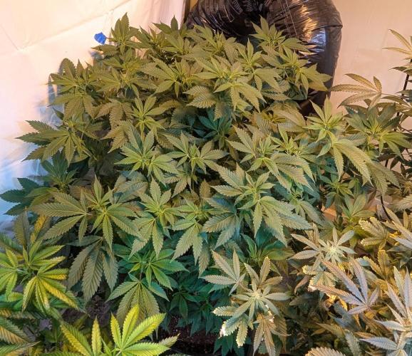 Forbidden Fruit. Week 21