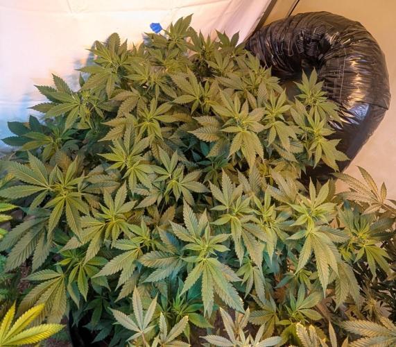 Forbidden Fruit. Week 21