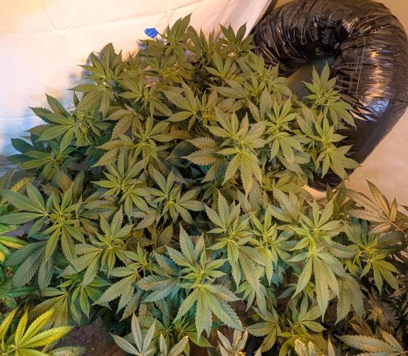 Forbidden Fruit. Week 21