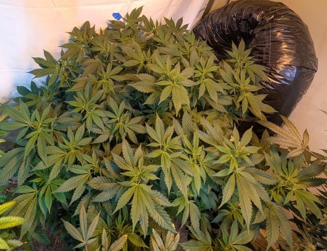 Forbidden Fruit. Week 21