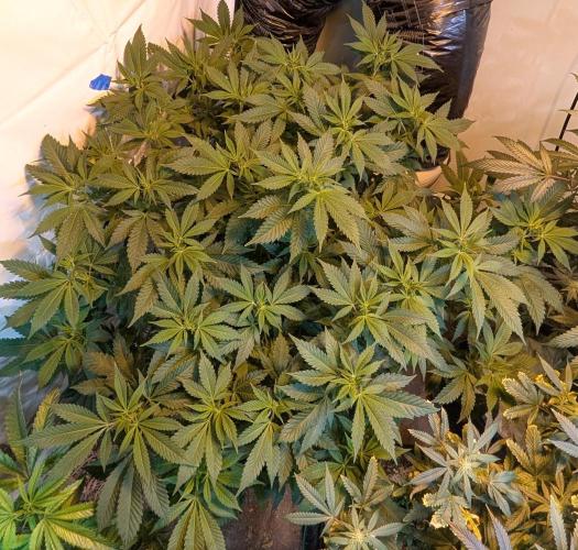 Forbidden Fruit. Week 21