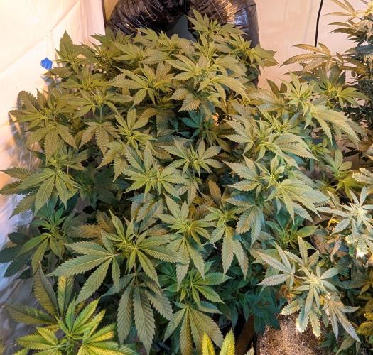 Forbidden Fruit. Week 21