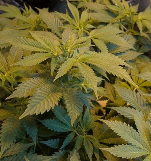 Forbidden Fruit. Week 21