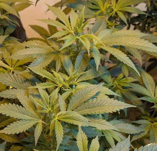 Forbidden Fruit. Week 21