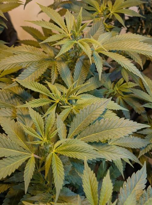 Forbidden Fruit. Week 21