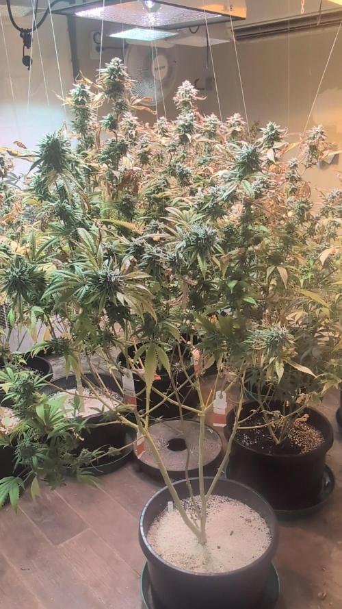 Killer Kush