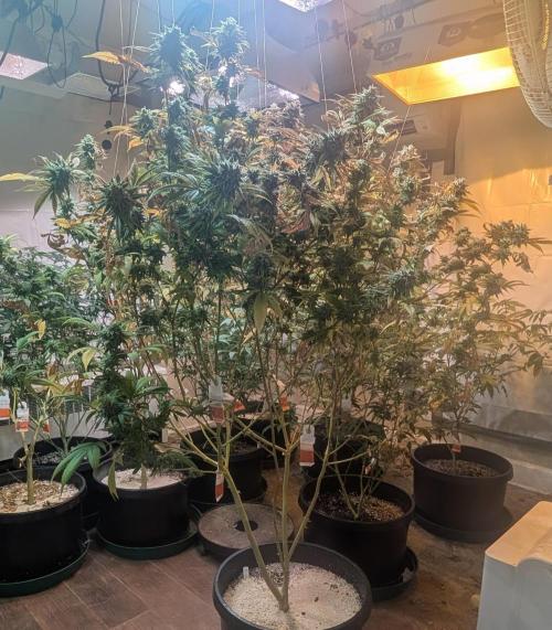 Killer Kush. Week 29