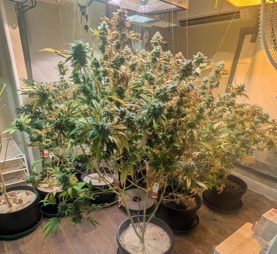 Killer Kush. Week 29