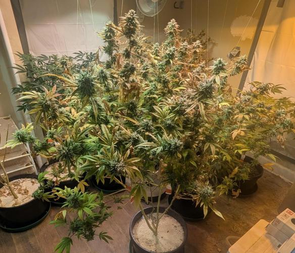 Killer Kush. Week 29