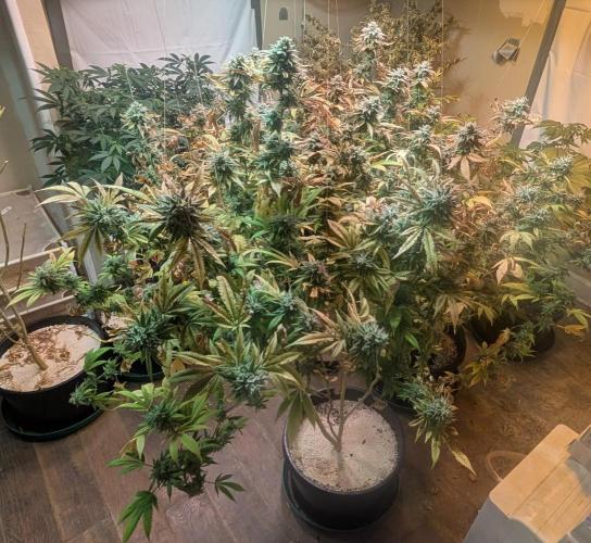 Killer Kush. Week 29