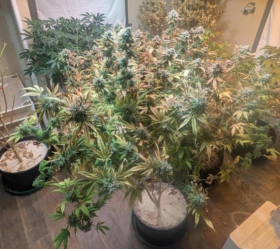 Killer Kush. Week 29