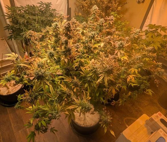 Killer Kush. Week 29