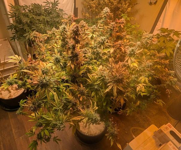 Killer Kush. Week 29