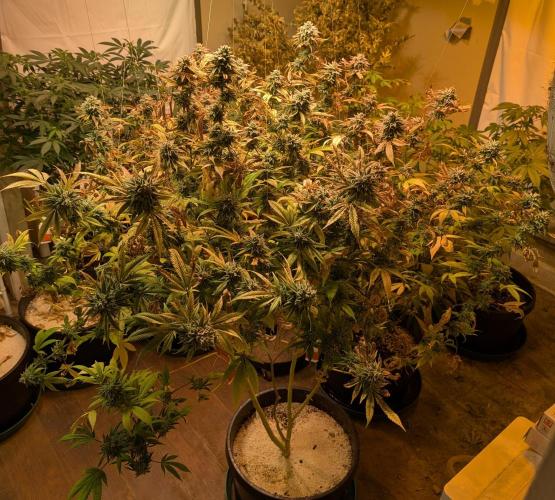 Killer Kush. Week 29