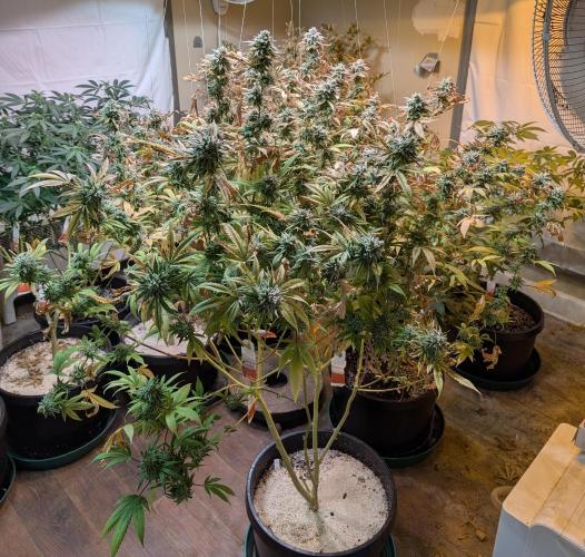 Killer Kush. Week 29