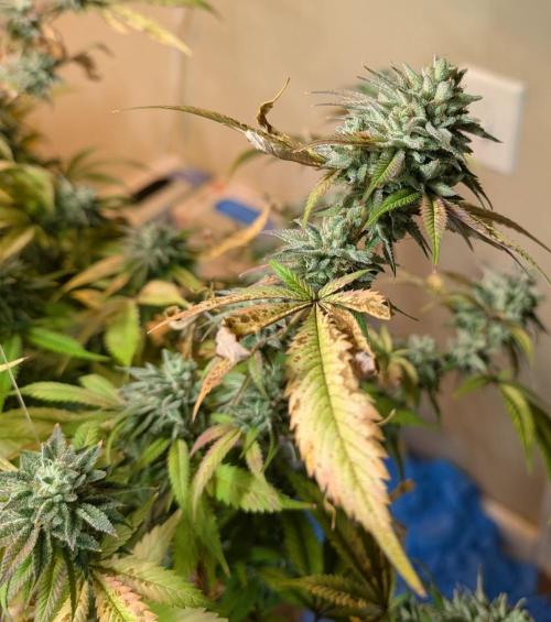 Killer Kush. Week 29