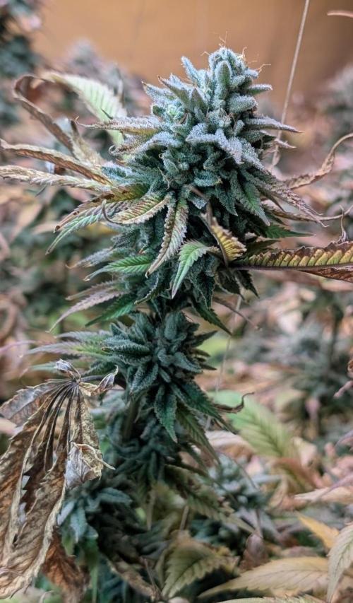 Killer Kush. Week 29
