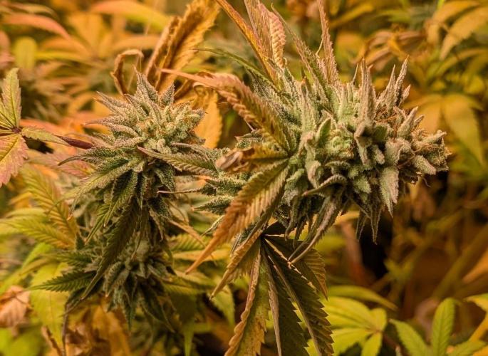 Killer Kush. Week 29