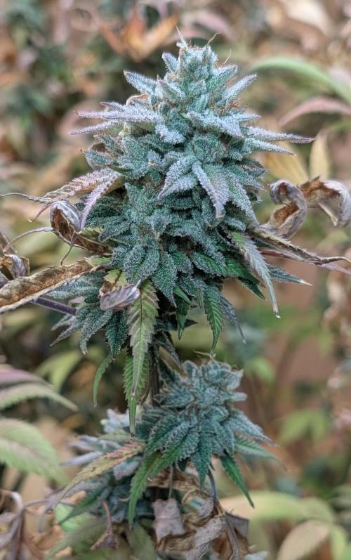 Killer Kush. Week 29