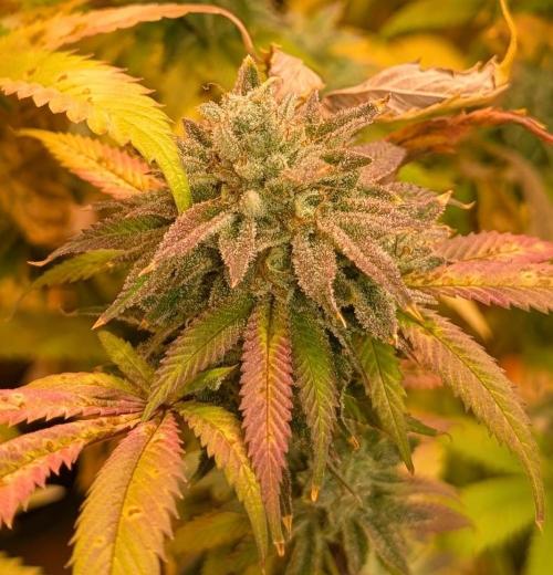 Killer Kush. Week 29
