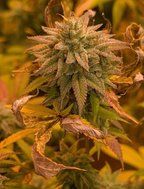 Killer Kush. Week 29