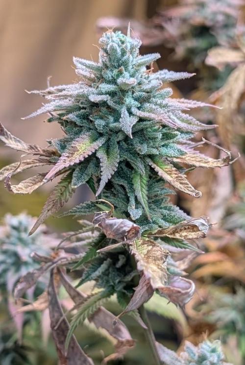 Killer Kush. Week 29
