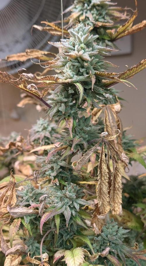 Killer Kush. Week 29