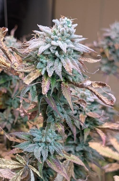 Killer Kush. Week 29