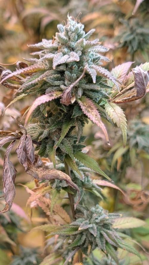 Killer Kush. Week 29