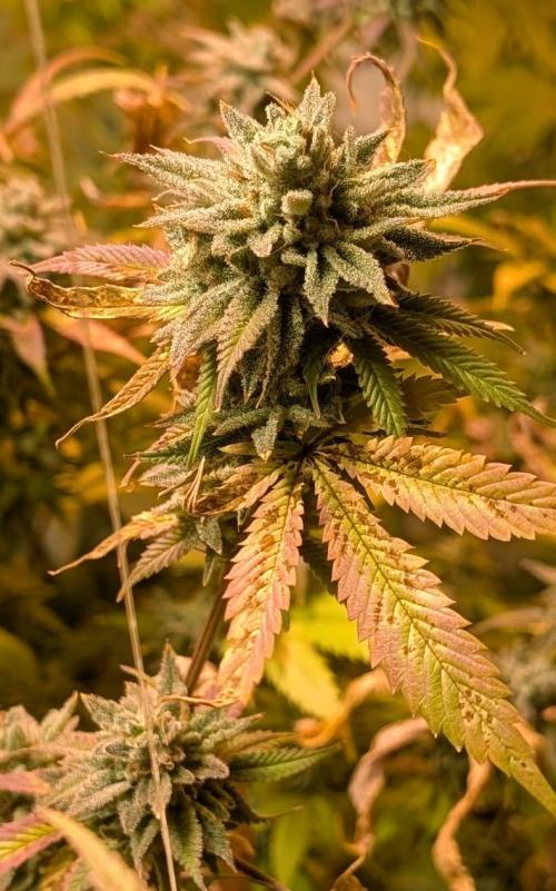 Killer Kush. Week 29