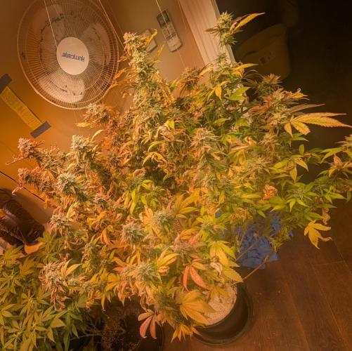 Killer Kush Fast Version. Week 29