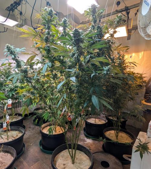 Super Boof. Week 22