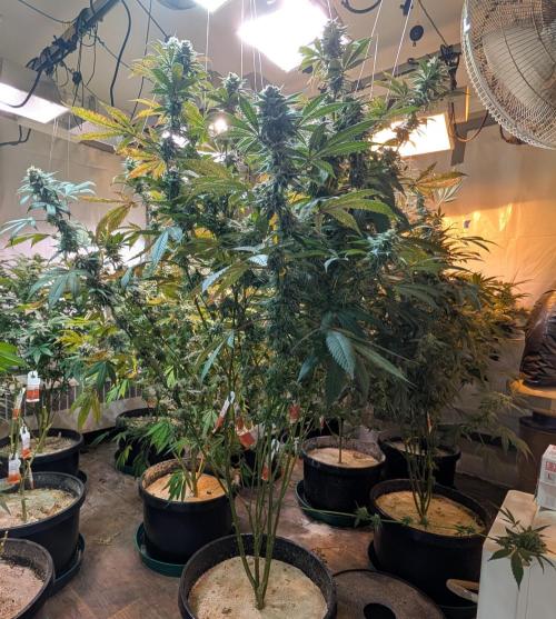 Super Boof. Week 22